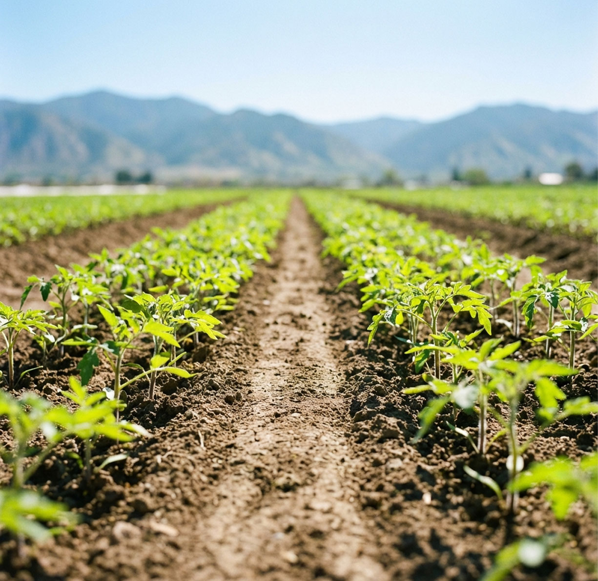 Tyche About Us Field